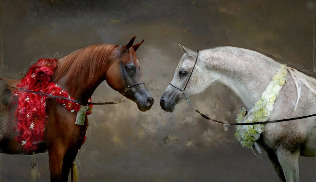 A pair of Arabian Horses