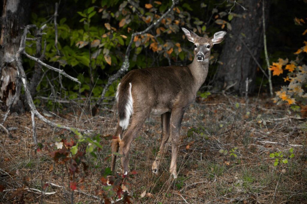 White Tailed Deer