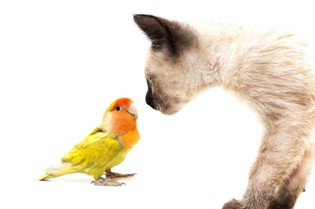 Other Pets (cats) Might See Your Bird as Prey