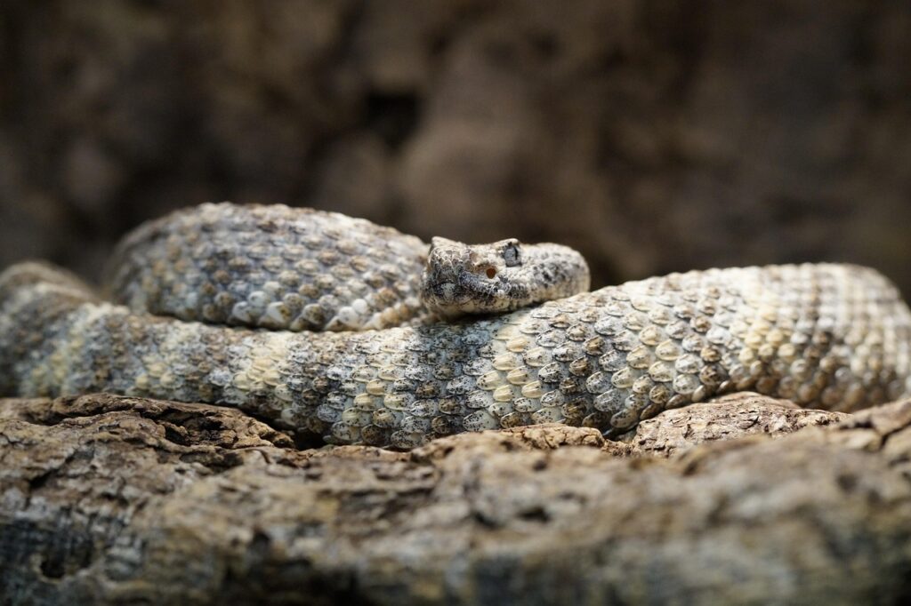rattlesnake-332125_1280