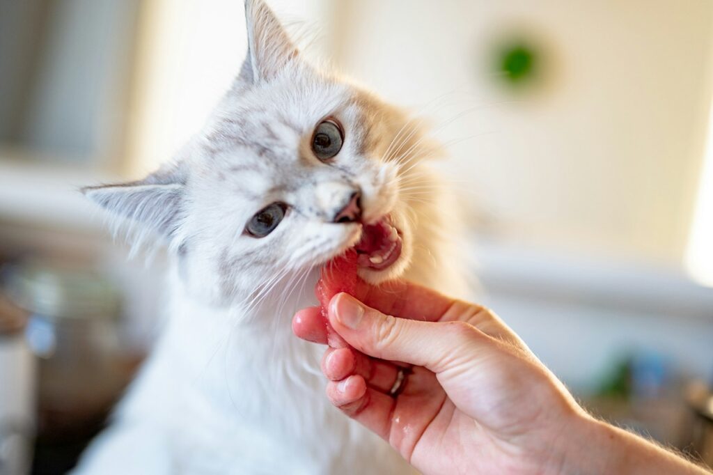 Cat Eating