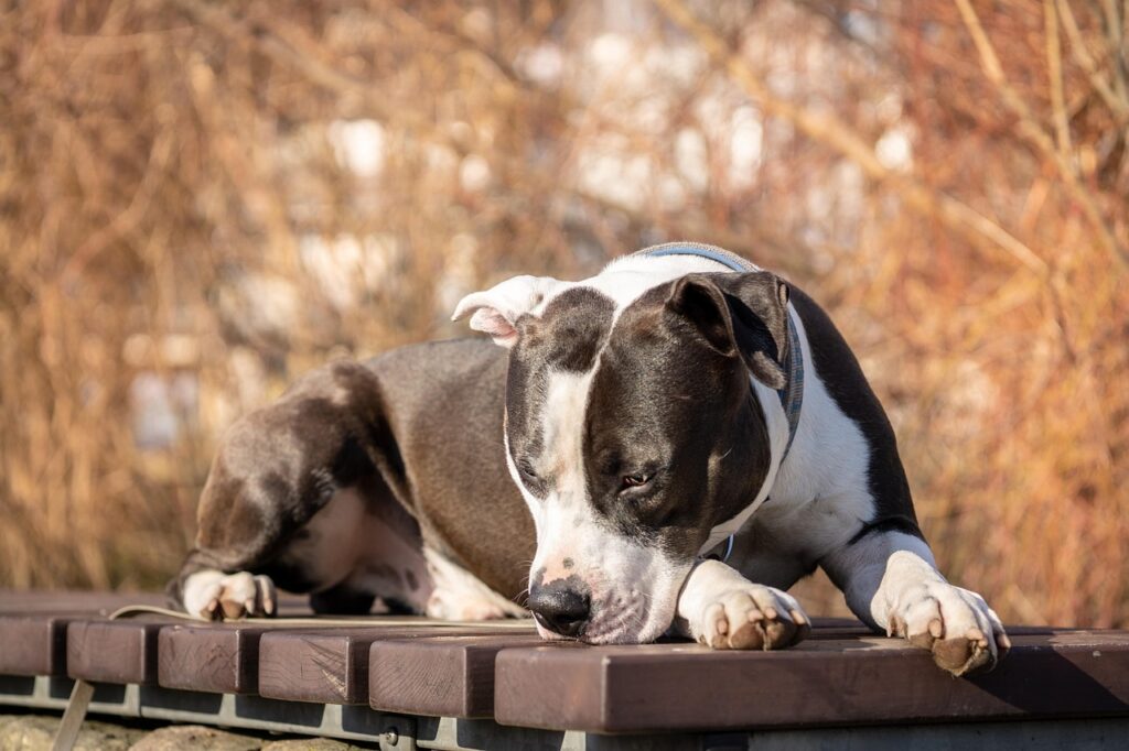 Pitbull