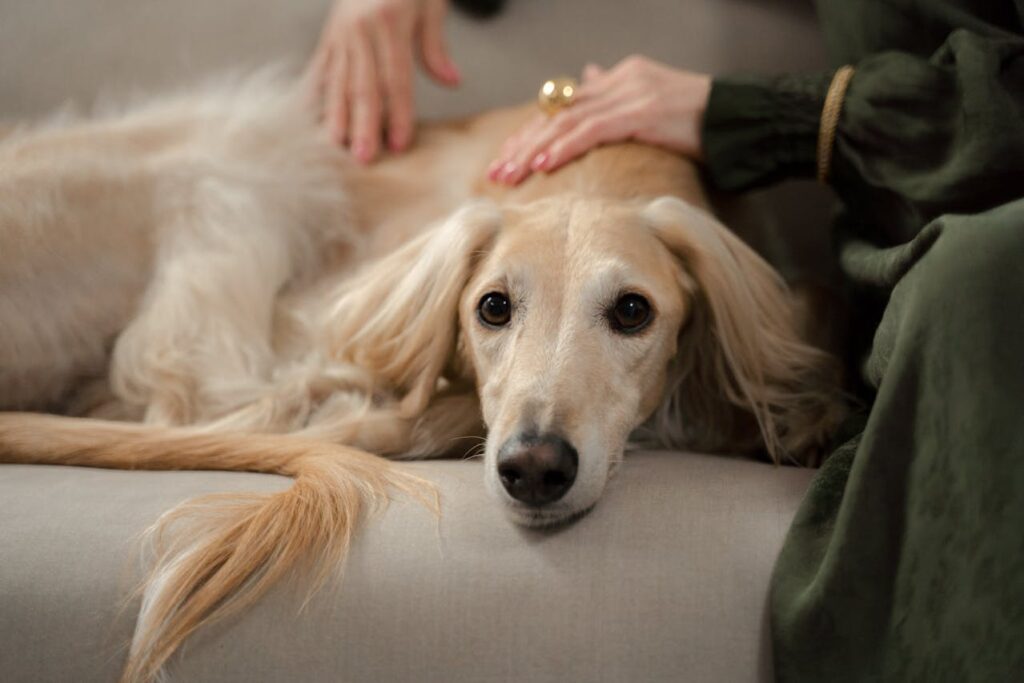 Afghan Hound