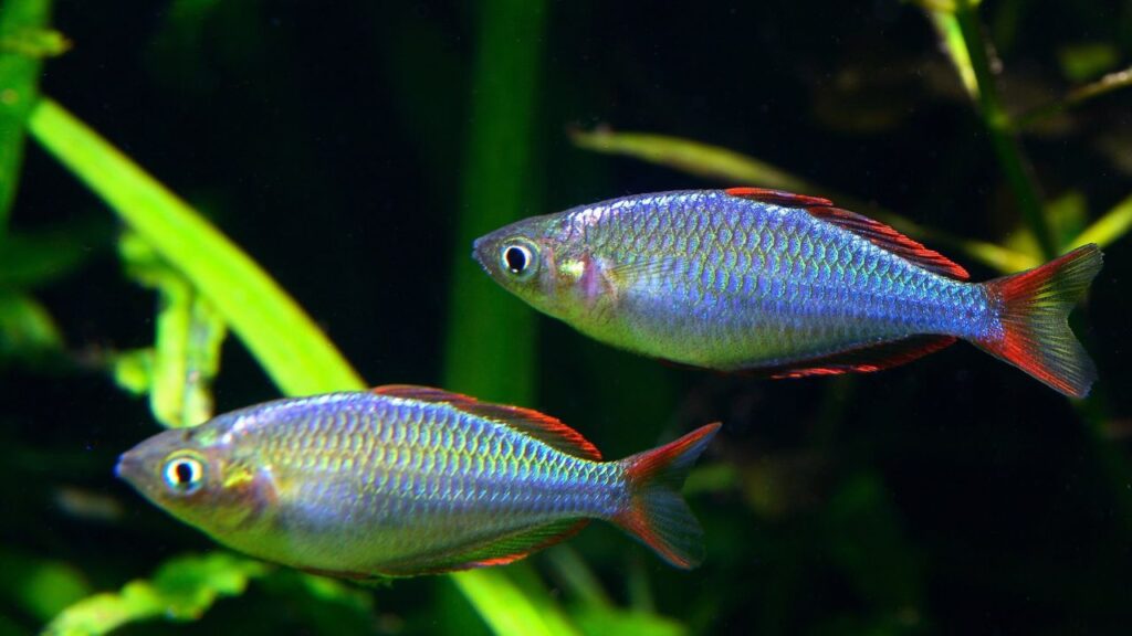 Dwarf rainbowfish