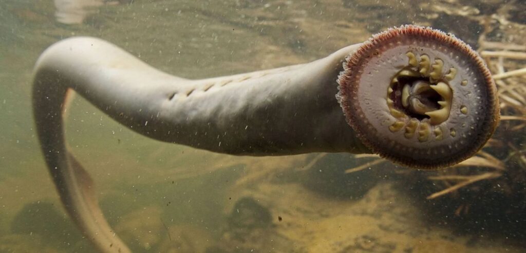 Close-up of a lamprey showing its circular mouth full of sharp teeth underwater.