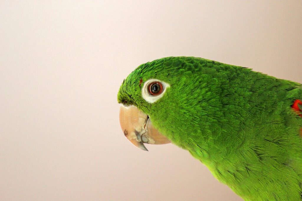 parrot