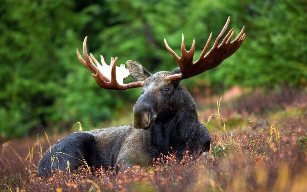 Moose with large antlers resting in a field with green trees in the background.