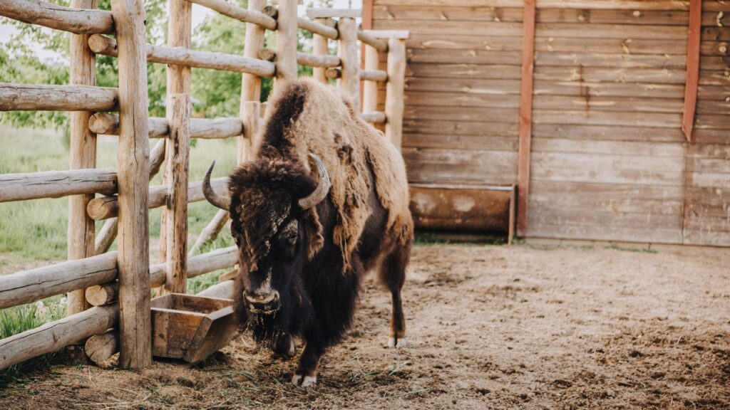 close up view of bison grazing in corral at zoo