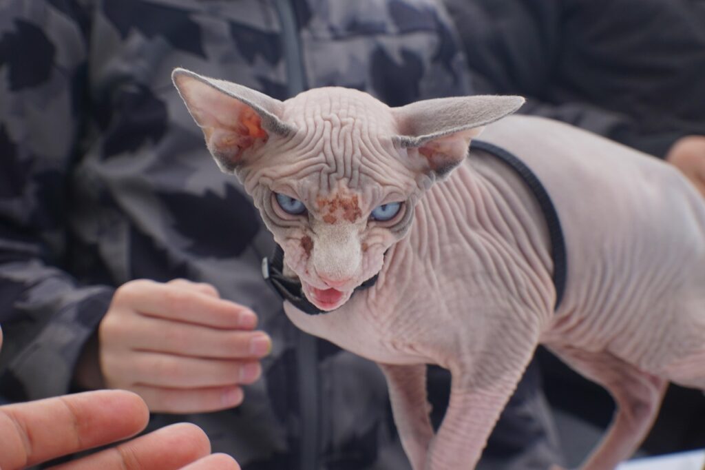 Sphynx Cat