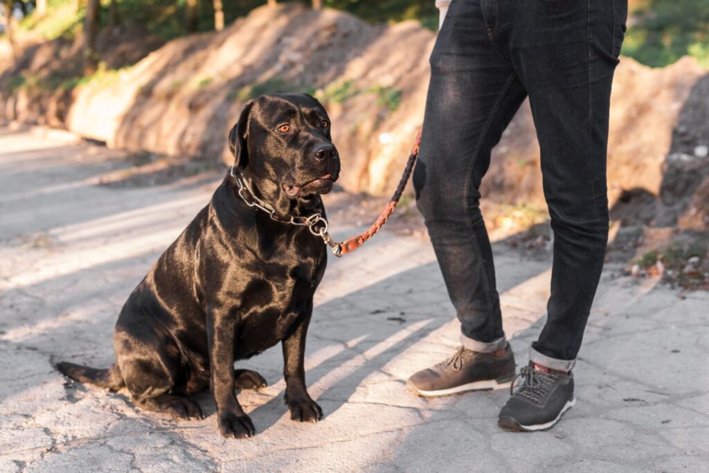 guard dog next to person