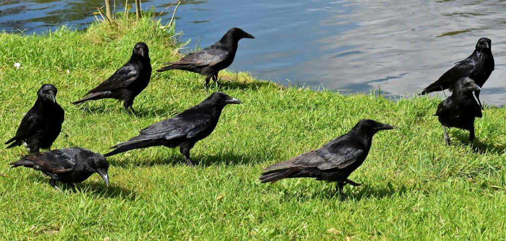Crows next to a pond