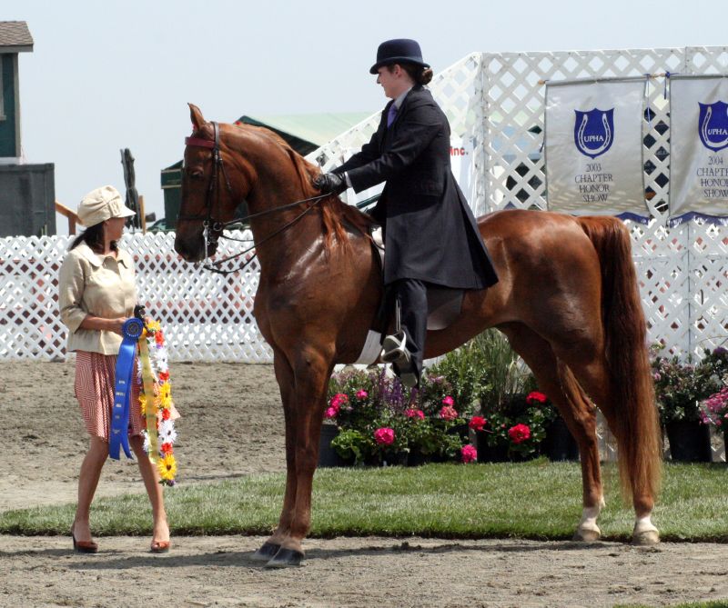 American Saddlebred performing