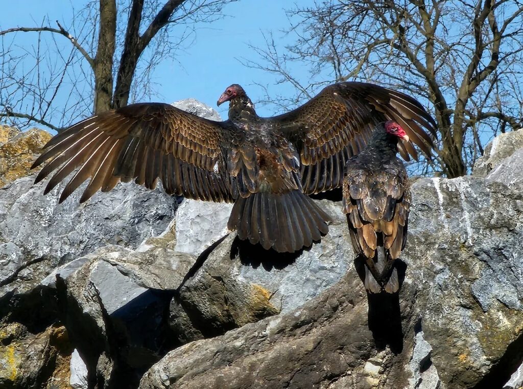 Turkey Vulture