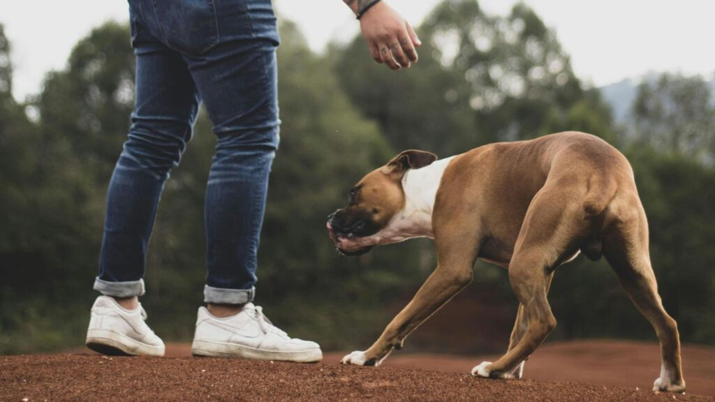 Boxer Dog Playing