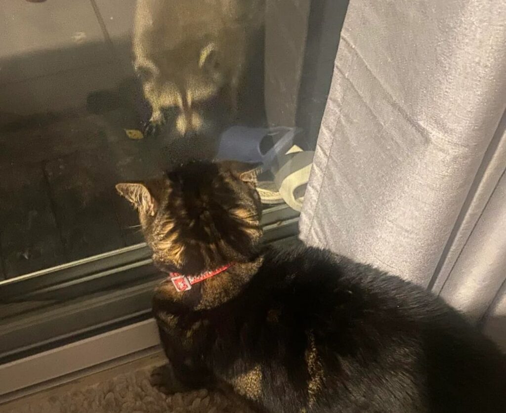 Raccoon and cat stand-off