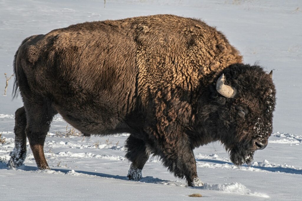 Bison In snow