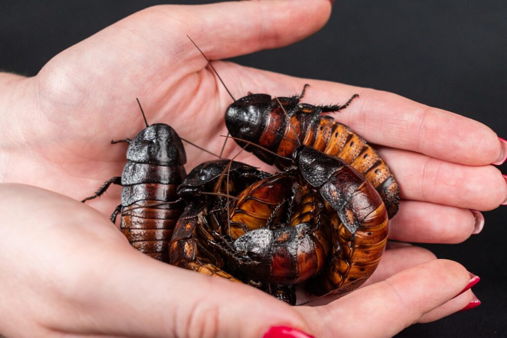 Hissing cockroach