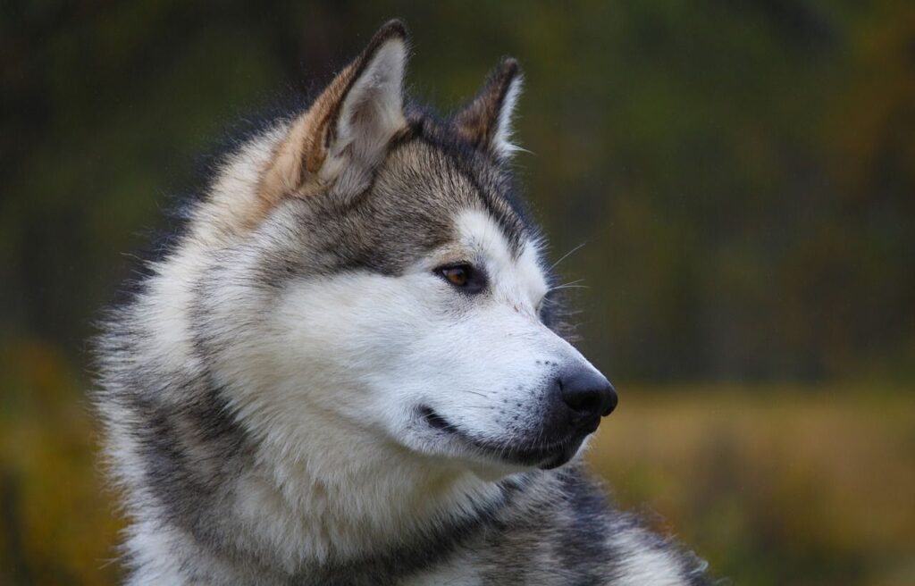 Close-up of an Alaskan Malamute looking to the side with a calm expression.