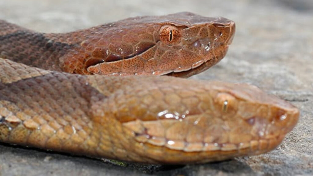 A pair of Copperheads