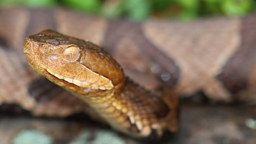 Copperhead up close