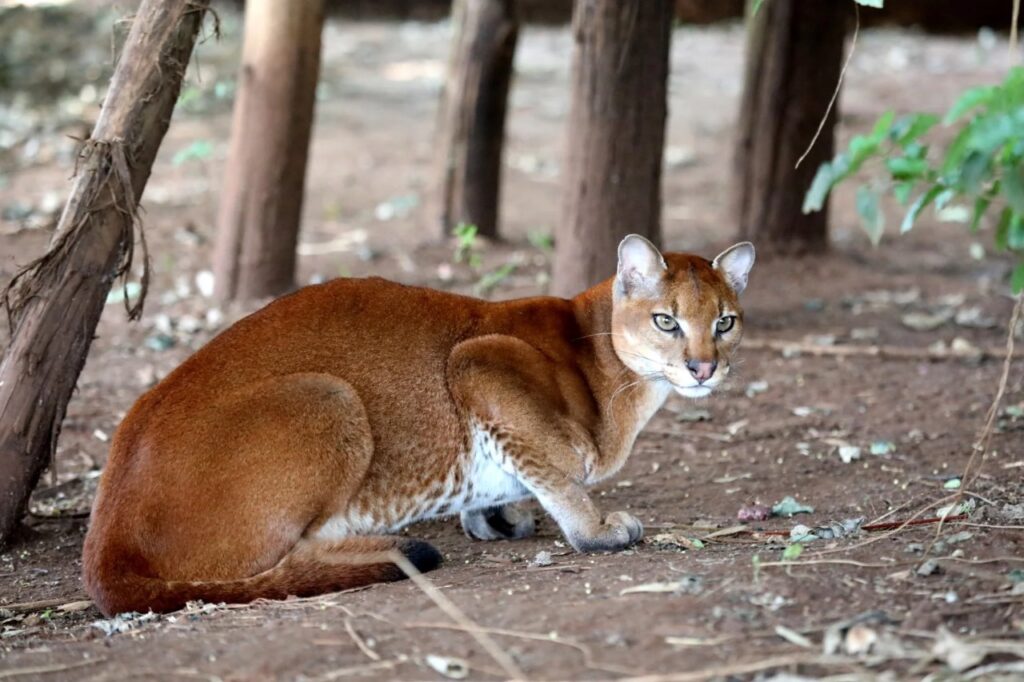 The African Golden Cat