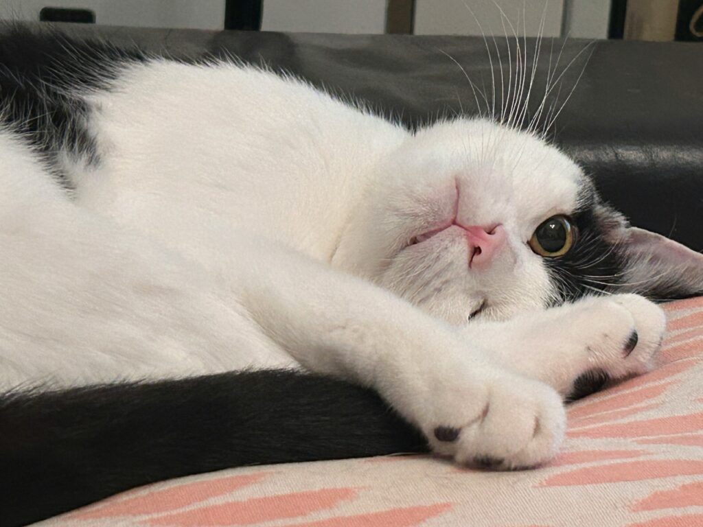 Cat Mood