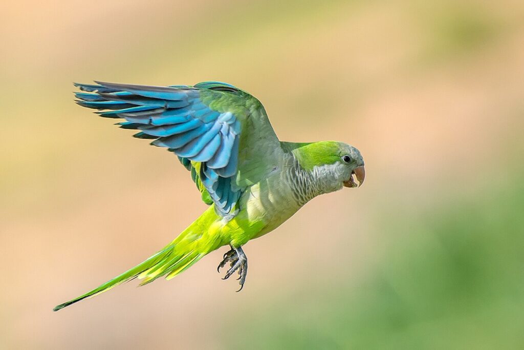 Monk Parakeet