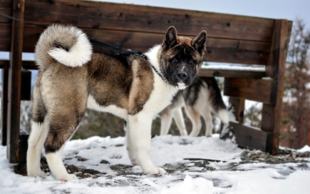 An Akita with its curled tail