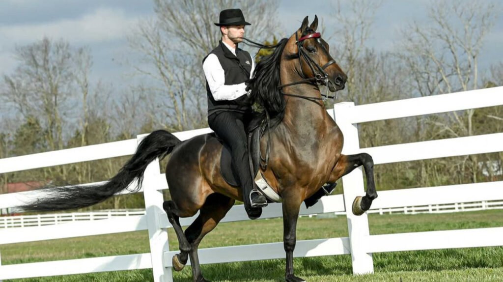 Morgan horse with a rider