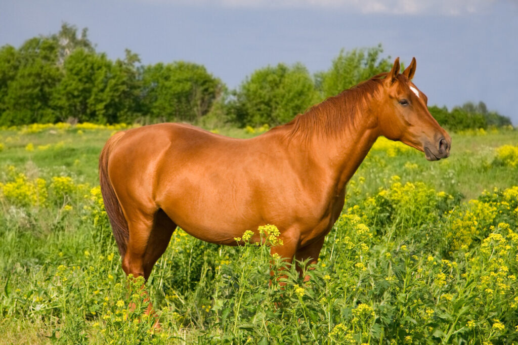 Suffolk Punch