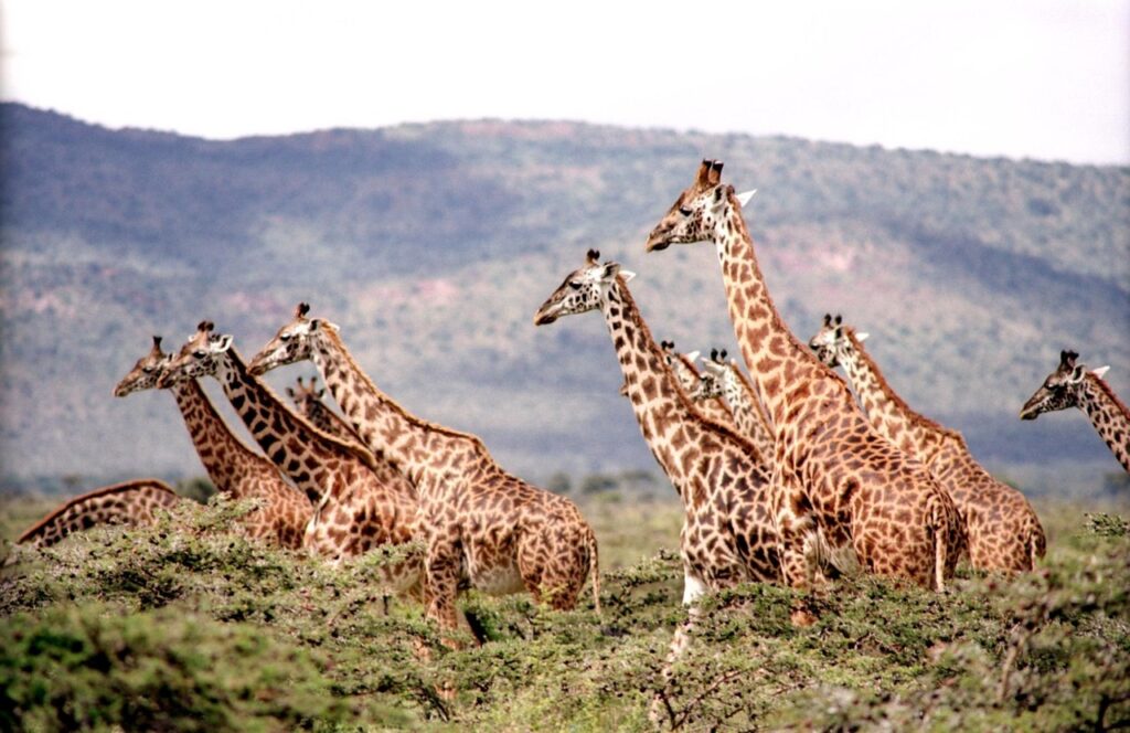Pack of Giraffes