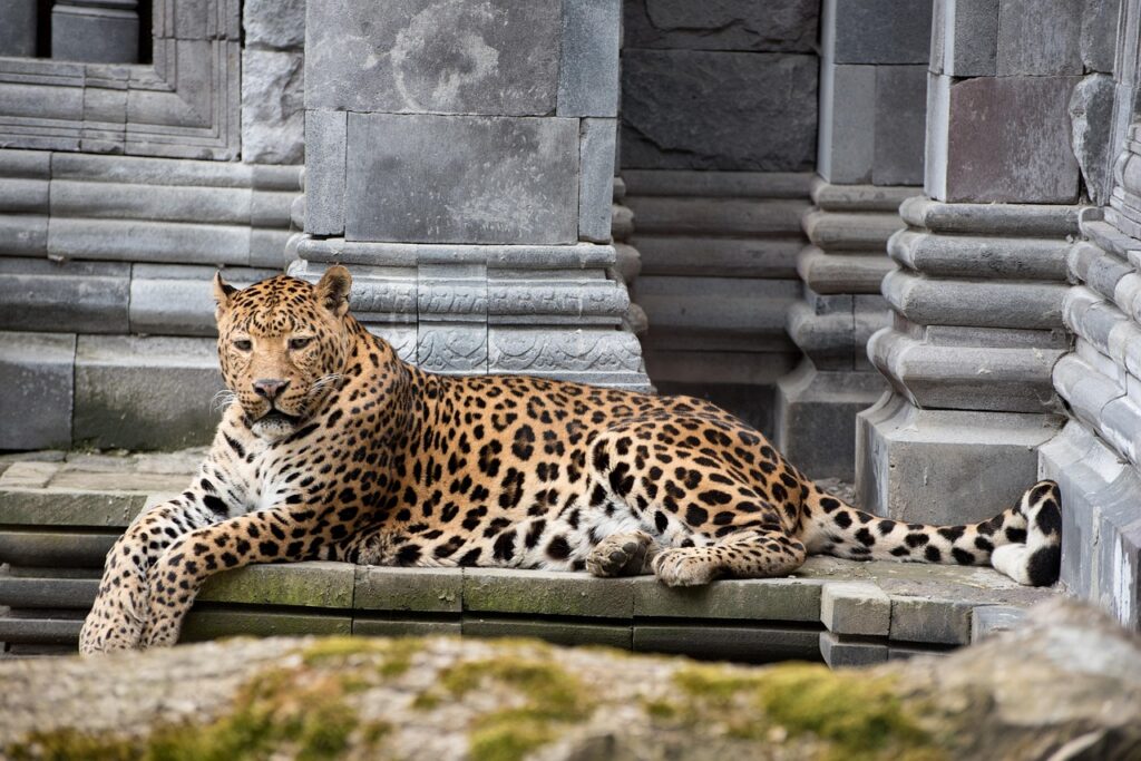A Panther Resting