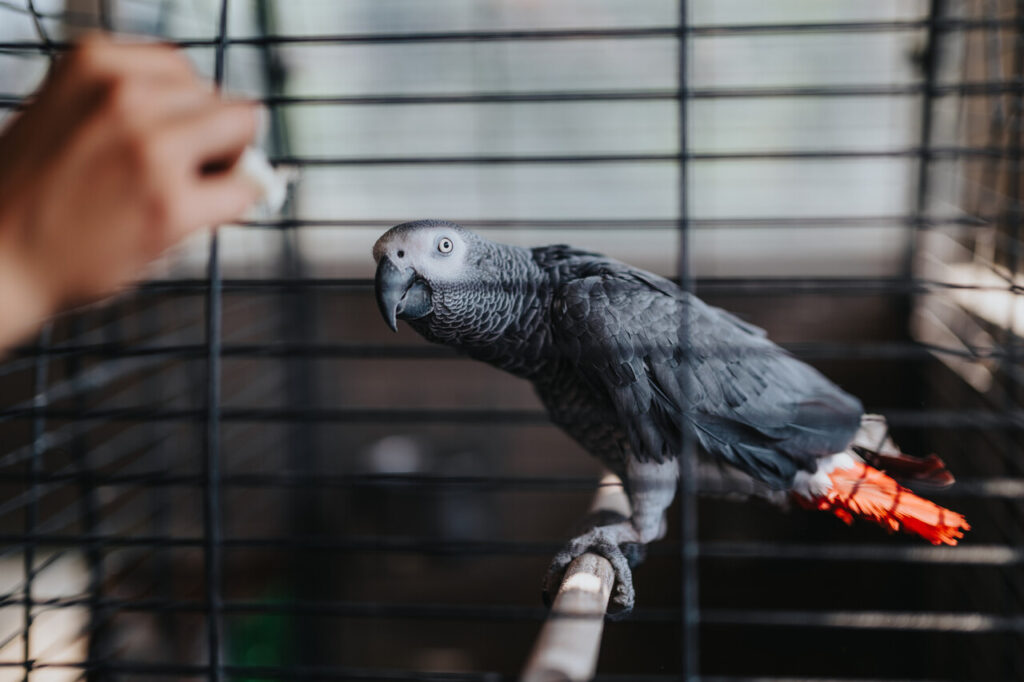 Reward Every Attempt at Speech (parrot)