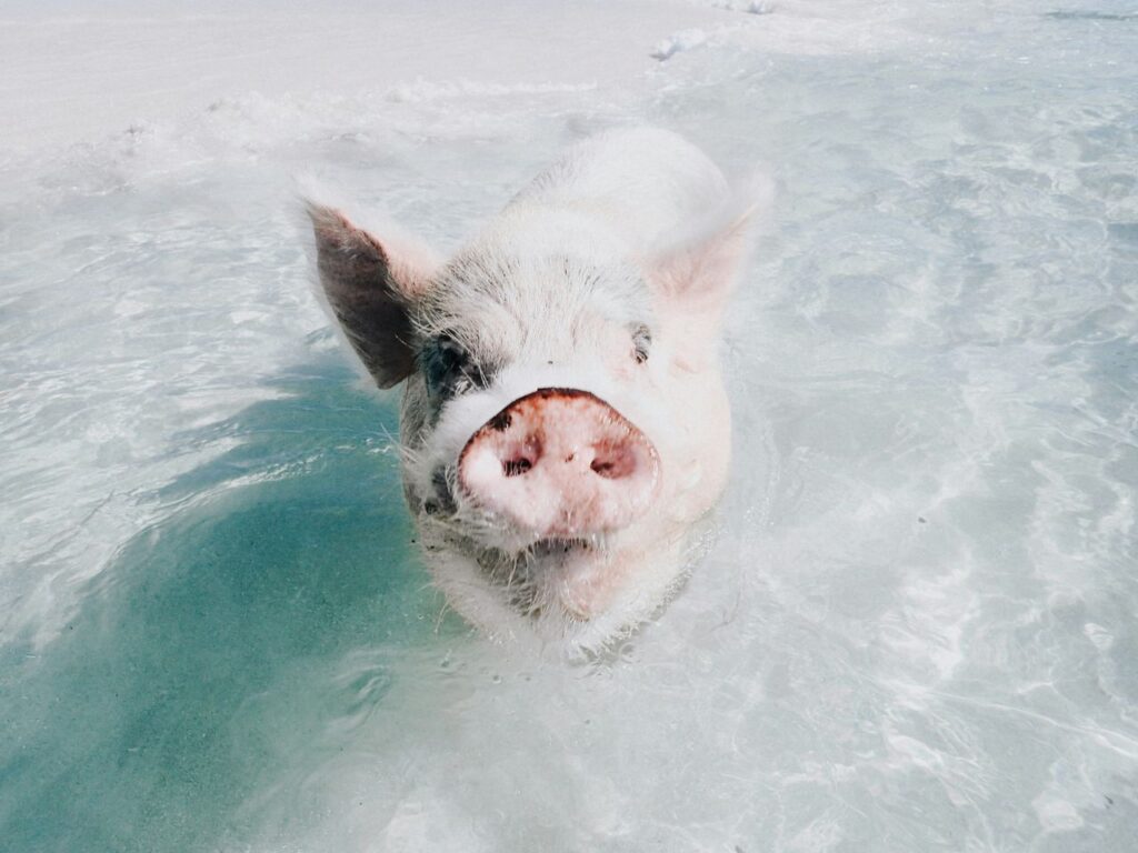 Pig in water