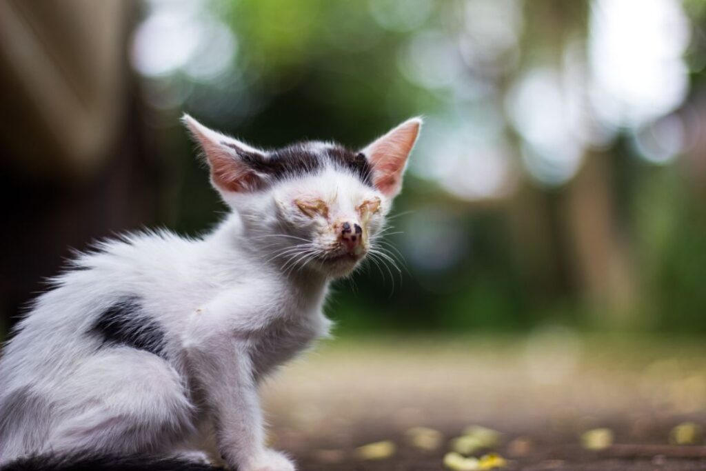 Feline Herpes Virus in cat