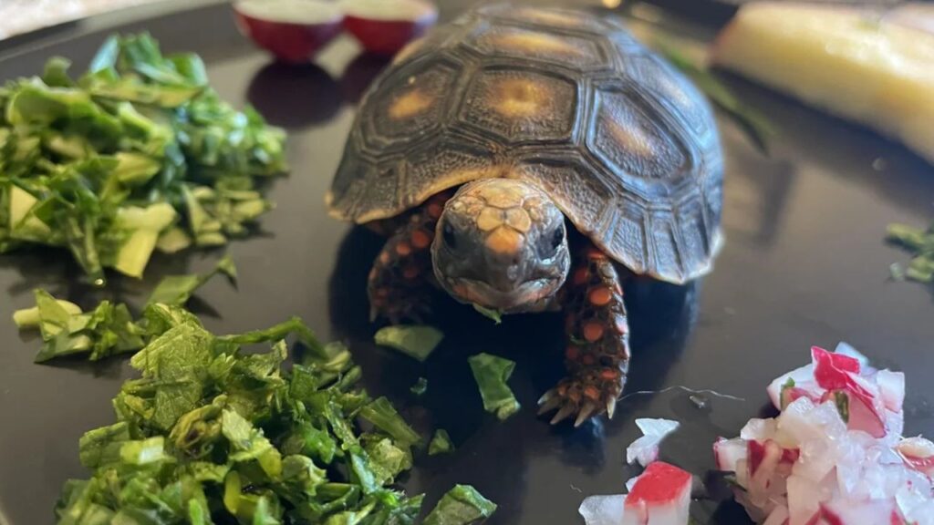 Tortoise Low Appetite