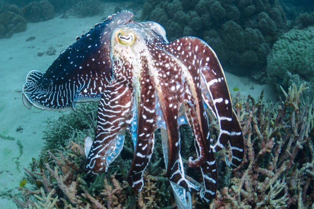 cuttlefish
