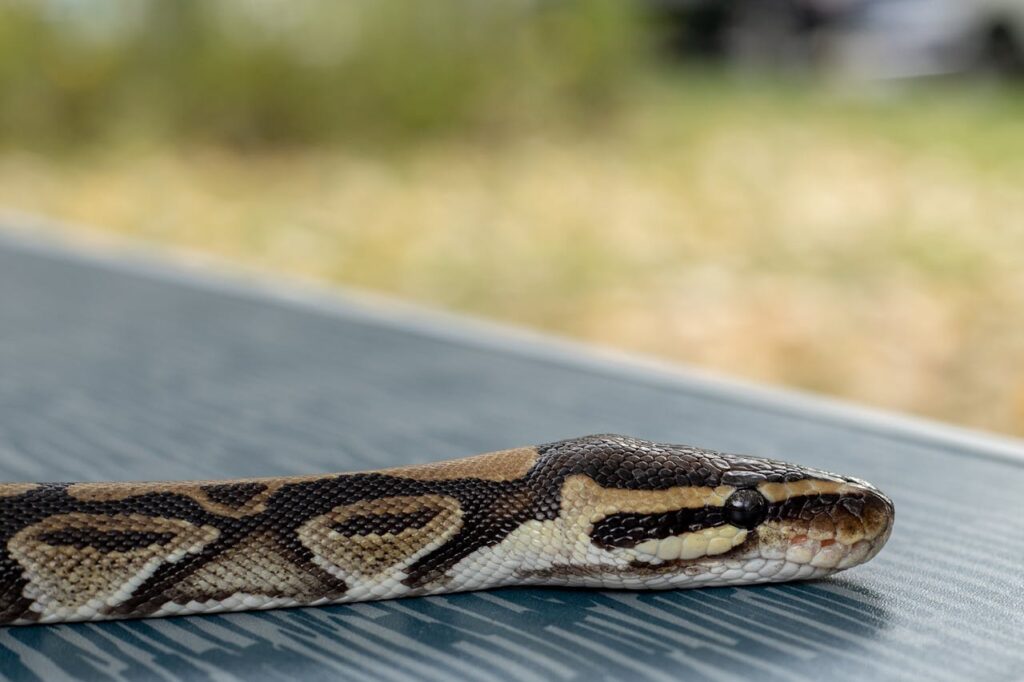 Pet Snake