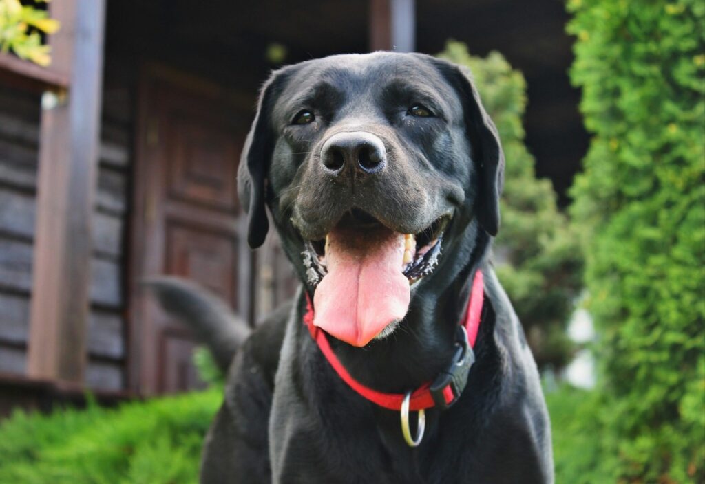 Labrador Retriever
