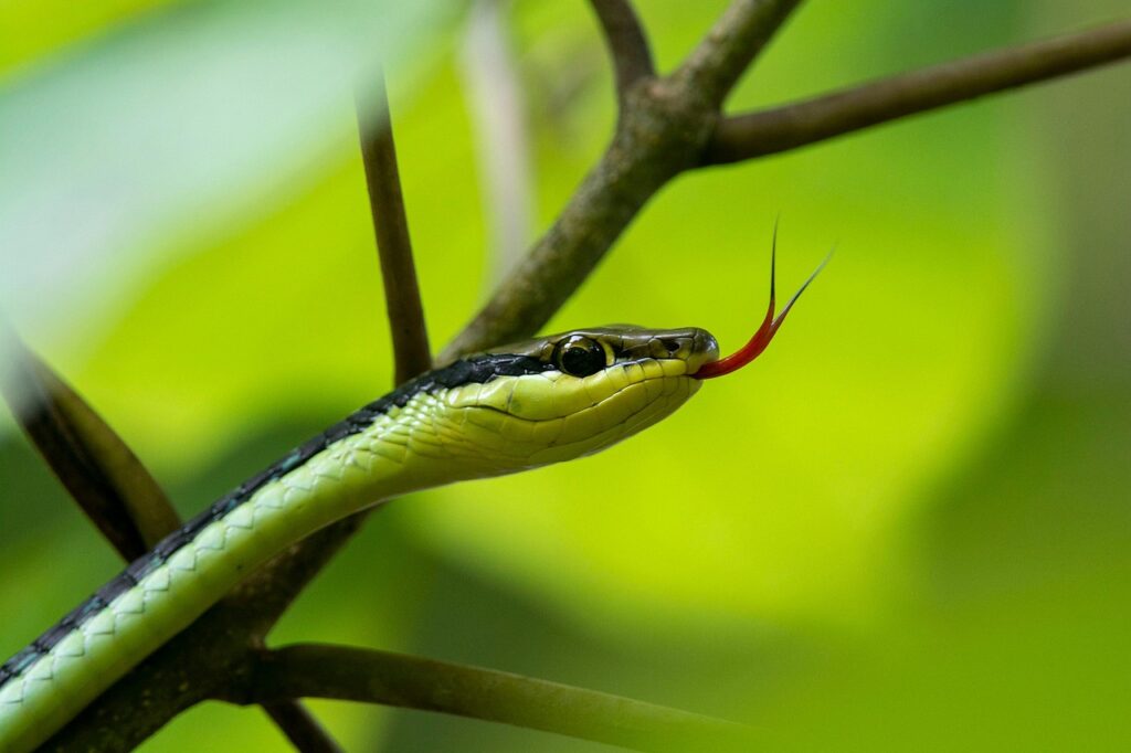 Closeup of snake