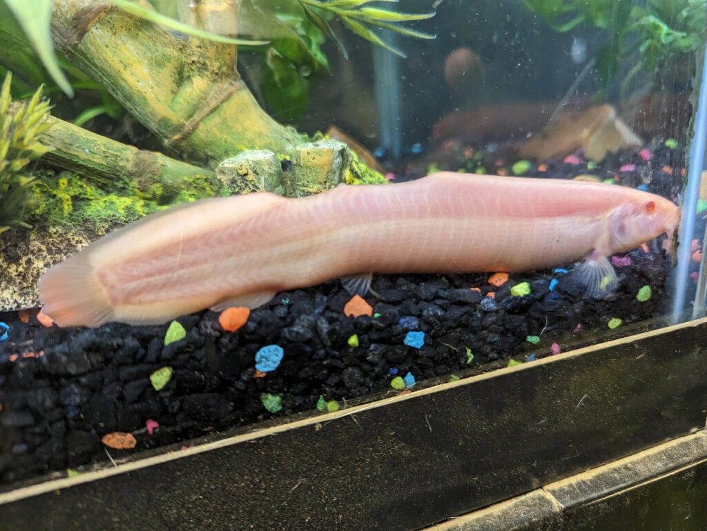Dojo Loach