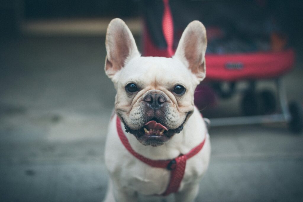 French Bulldog