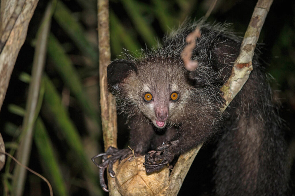 An Aye-Aye