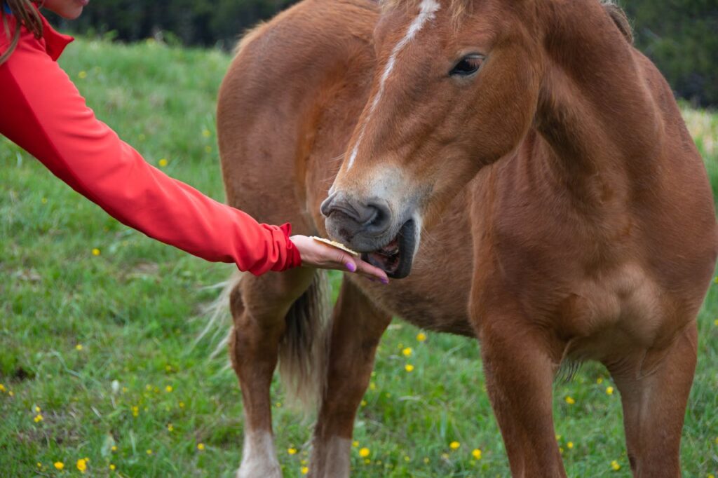 horse feeding
