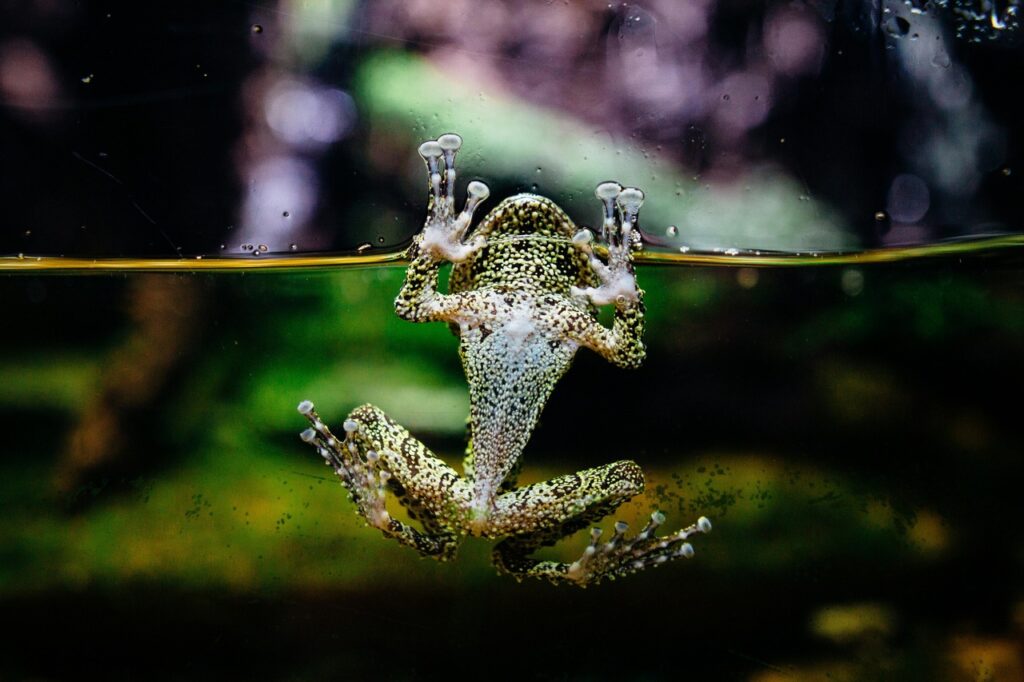 Frog in a tank