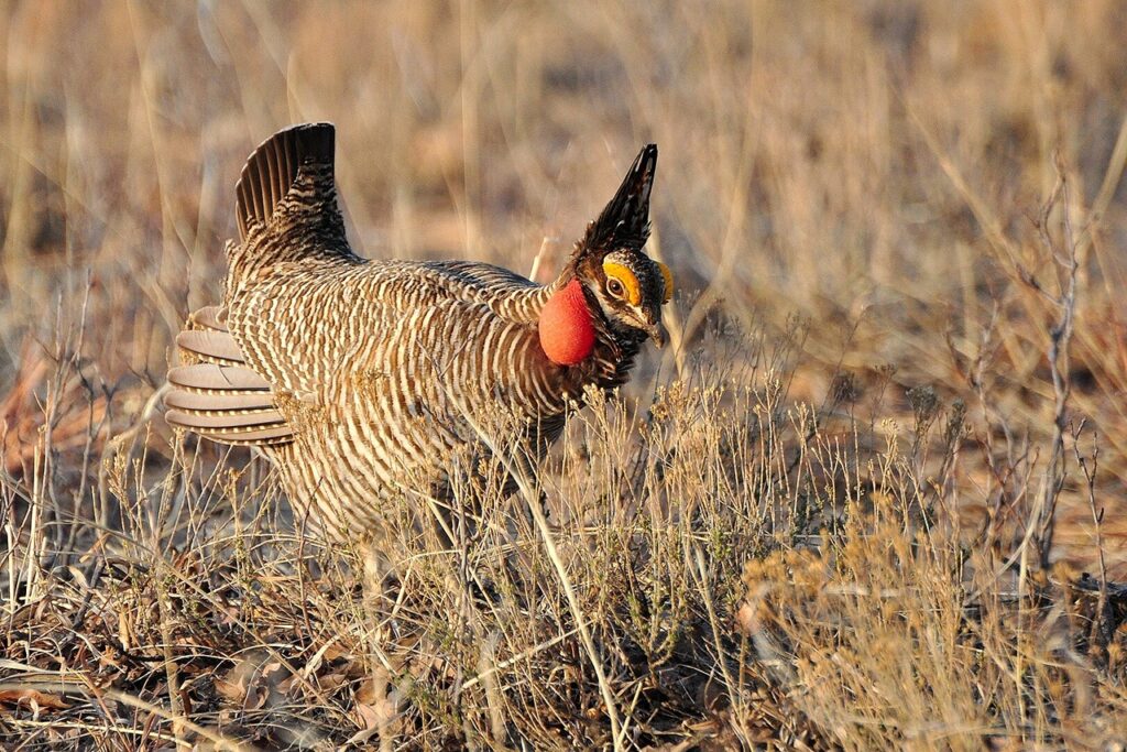 Lesser prairie-chicken