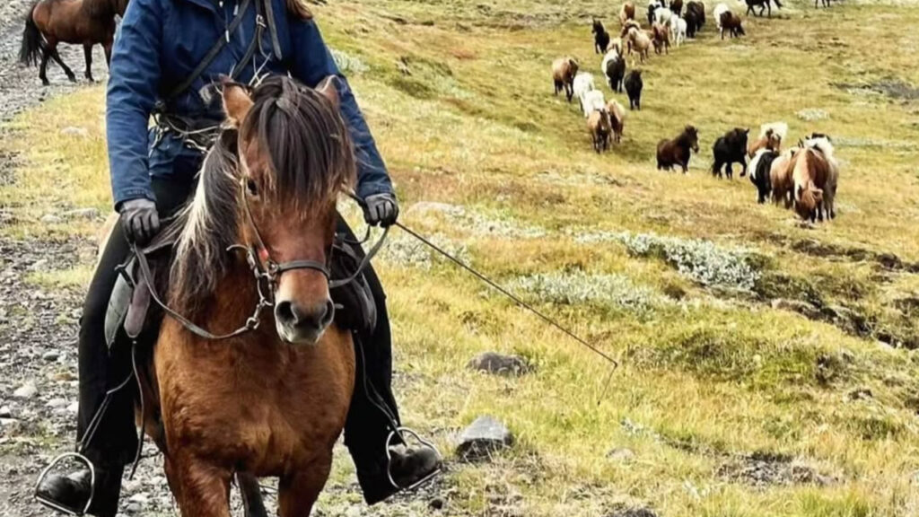 Gaited horse herding
