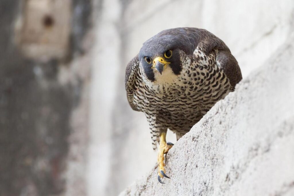 Peregrine Falcon
