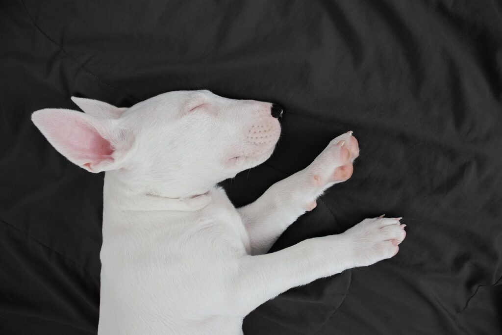 dog-7216354_1280