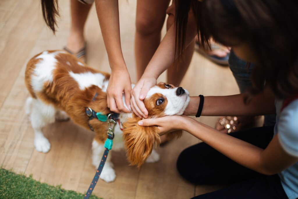 people petting spaniel dog